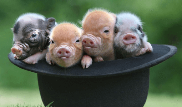 Cute:8td-D0v3fku= Pigs