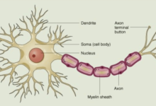 Simple:7gs7_Oxii_A= Neuron Diagram