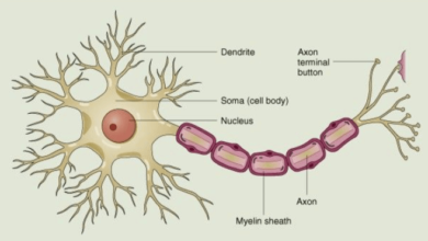 Simple:7gs7_Oxii_A= Neuron Diagram