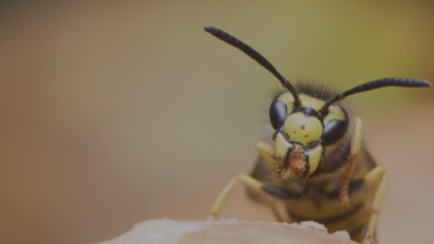 Professional Wasp Exterminator