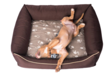 Memory Foam Dog Beds: Ultimate Comfort and Support for Your Beloved Pet 