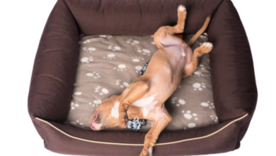 Memory Foam Dog Beds: Ultimate Comfort and Support for Your Beloved Pet 