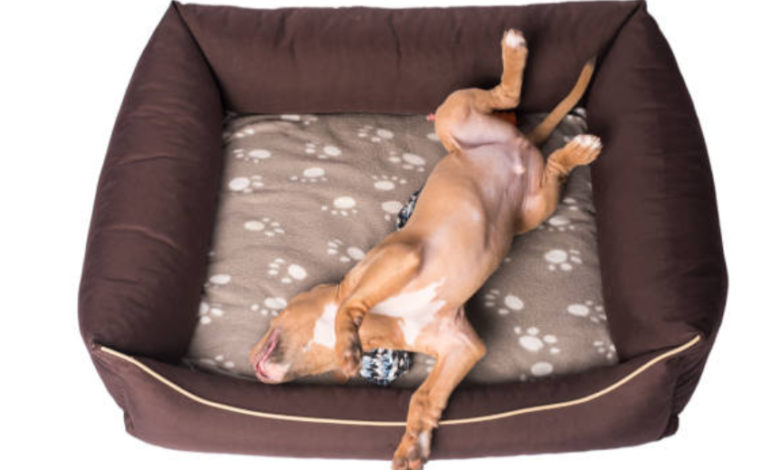 Memory Foam Dog Beds: Ultimate Comfort and Support for Your Beloved Pet 