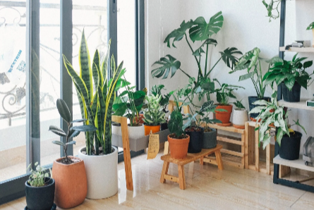 The Rise of Artificial Plants in Home Décor: Benefits and Trends