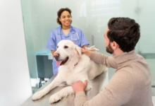 How Veterinary Imaging Helps Detect Internal Injuries in Pets Safely