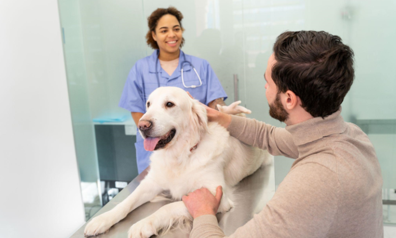 How Veterinary Imaging Helps Detect Internal Injuries in Pets Safely